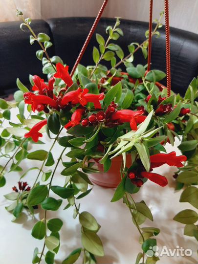 Эсхинантус