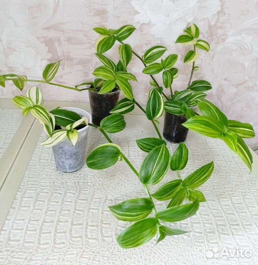 Традесканция