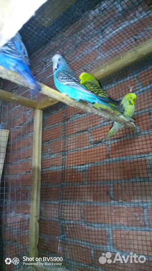 Выставочные волнистые попугаи