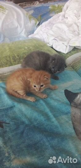 Котята в добрые руки
