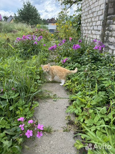 Отдам котенка в добрые руки