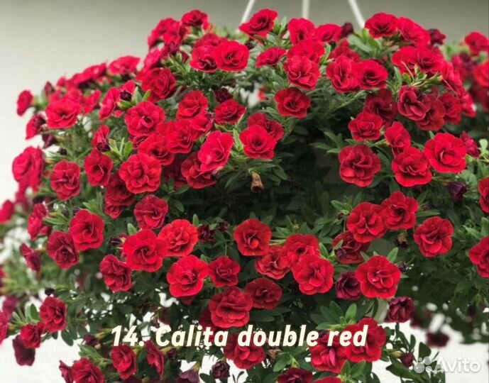 Калибрахоа рассада 2