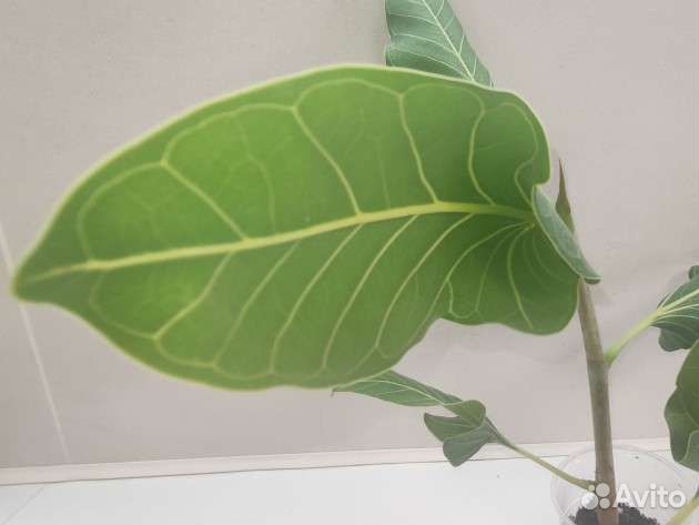 Фикус Бенгальский Кришны