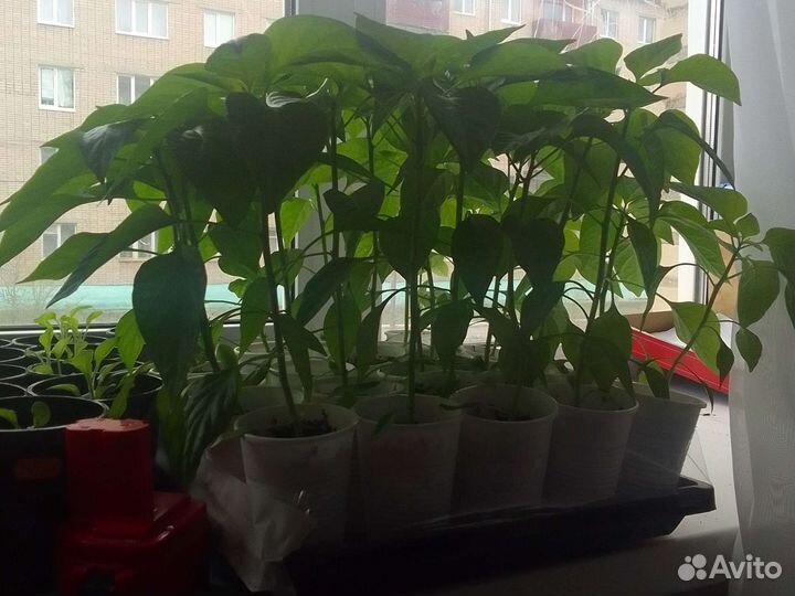 Рассада острого перца