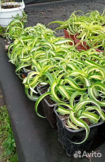 Хлорофитум кудрявый Бонни - молодое растение в гор