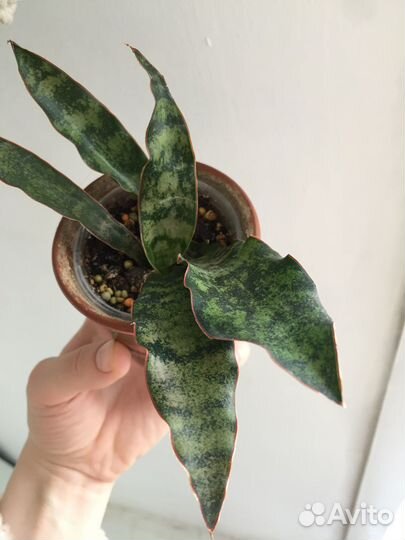 Сансевиерия кирки копертон