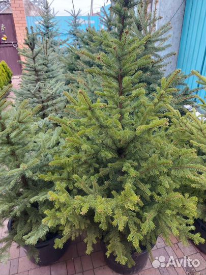 Ели редчайшего окраса