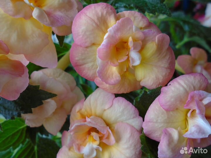 Продам домашние цветы