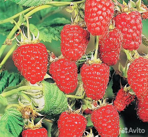 Малина ремонтантная красная и желтая