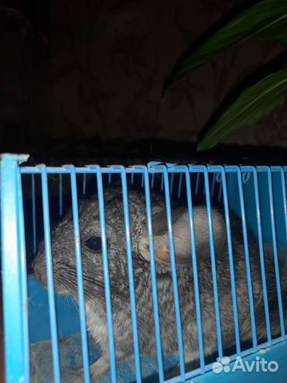 Шиншиллёнок