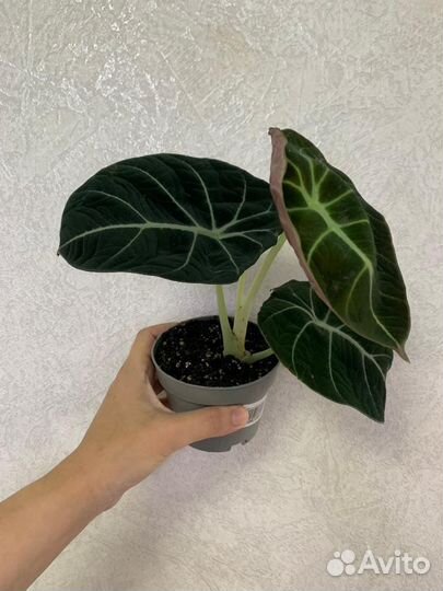 Комнатные растения