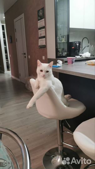 Котики бесплатно