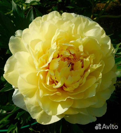 Пион желтый саженцы
