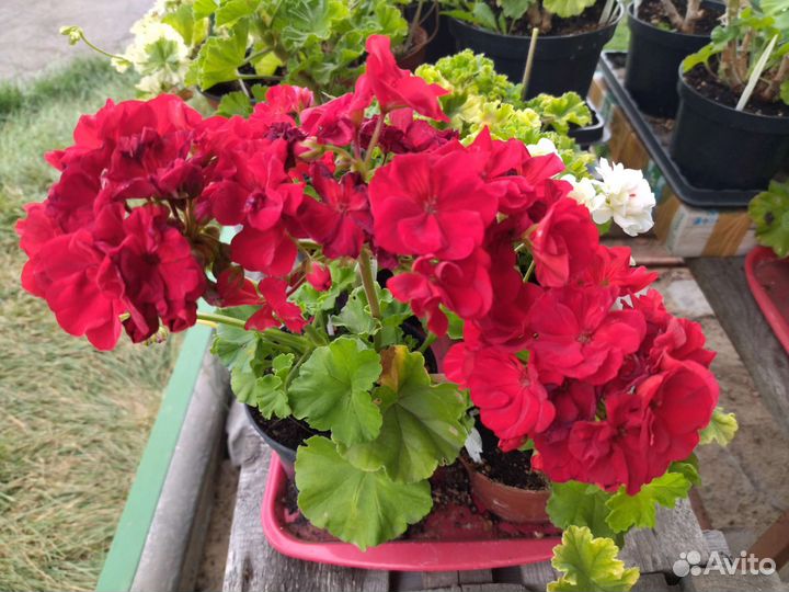 Пеларгония