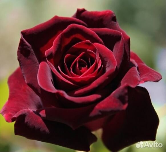 Роза чайно-гибридная «Блек Баккара» - саженцы зкс