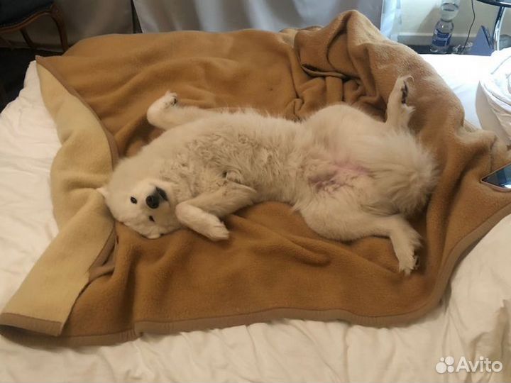 Выгул собак