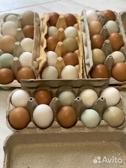 Домашние куриные яйца