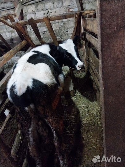 Бычки и телята от 4 месяцев