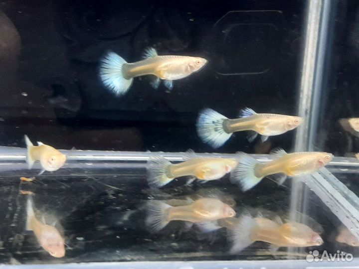 Гуппи чистая линия. Живой корм