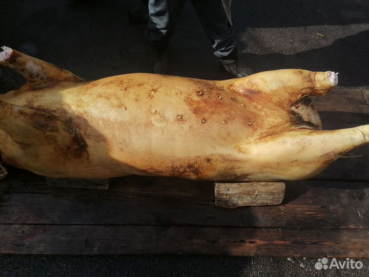 Продам соленое сало(домашнее)
