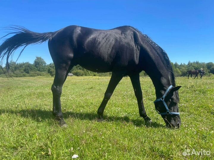 Продам жеребца