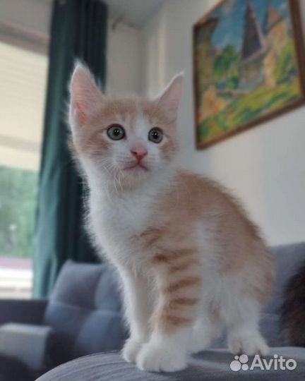 Кошки в добрые руки