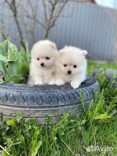 Щенки померанского шпица