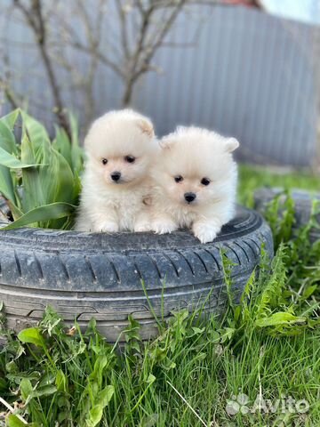 Щенки померанского шпица