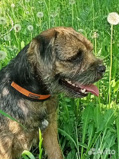 Бордер терьер