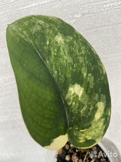 Сциндапсус