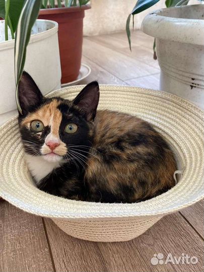 Малышки ищут дом