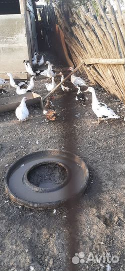 Индюки индюшки и индаути