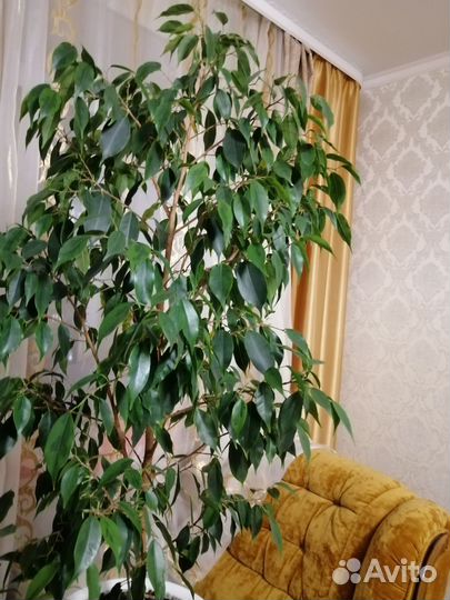Домашние растения разные