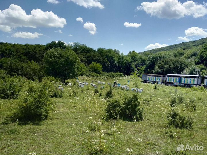 Пчеломатки