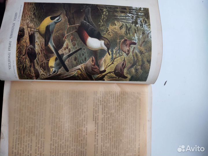 Брэм, Жизнь животных 1903 г