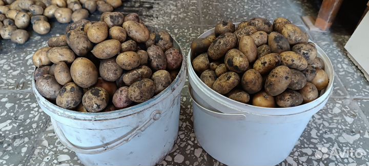 Картофель мелкий