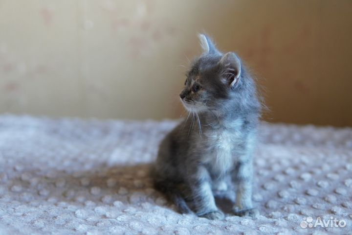 Котенок в добрые руки