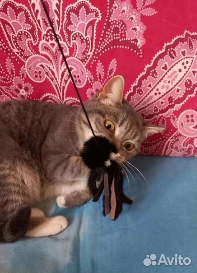 Кошечка Буся, годик, стерилизована