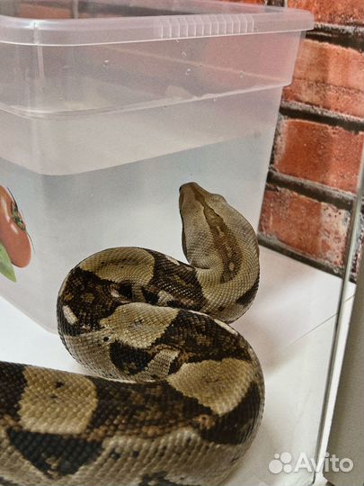 Террариум с Императорским удавом