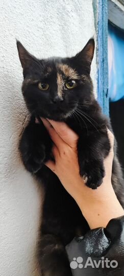Кошка