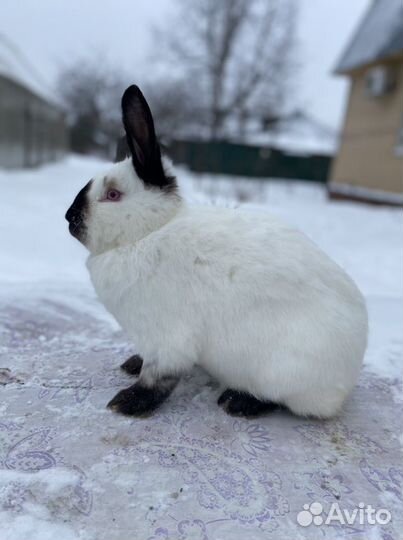 Кролики калифорнийские