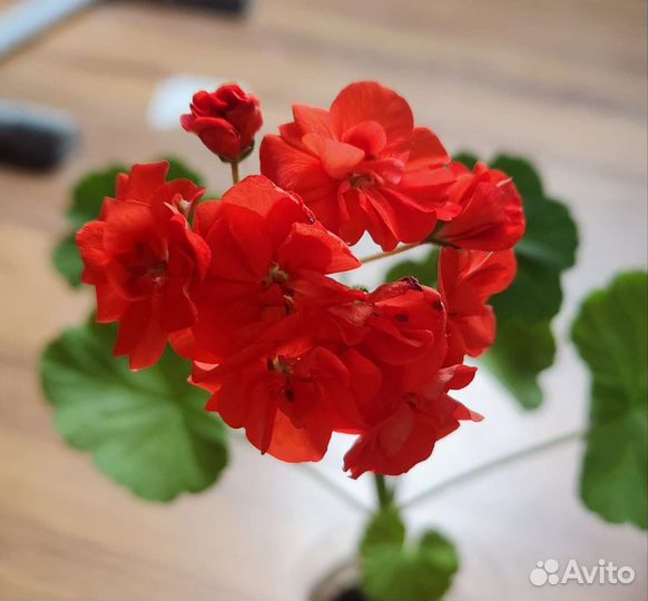 Пеларгония герань цветущая