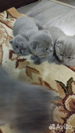 Британские вислоухие котята