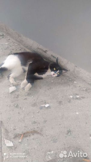 Котики братья