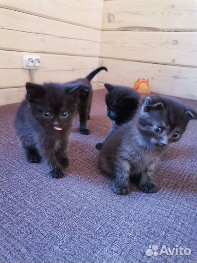 Котята в дар