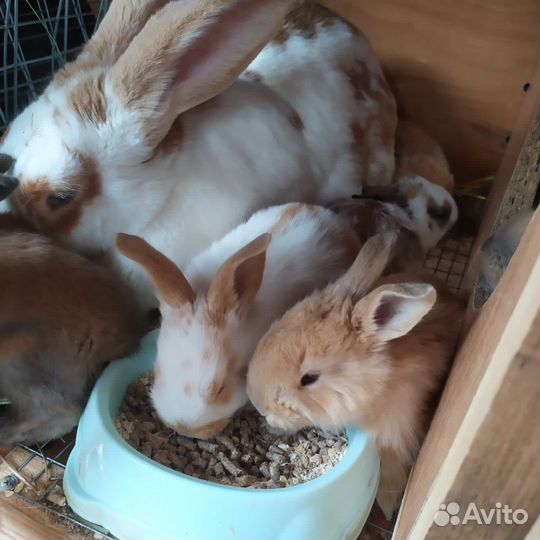 Кролик на разведение