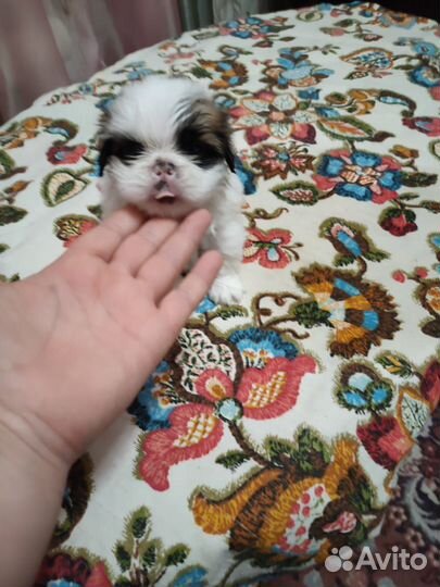 Щенки пекинеса