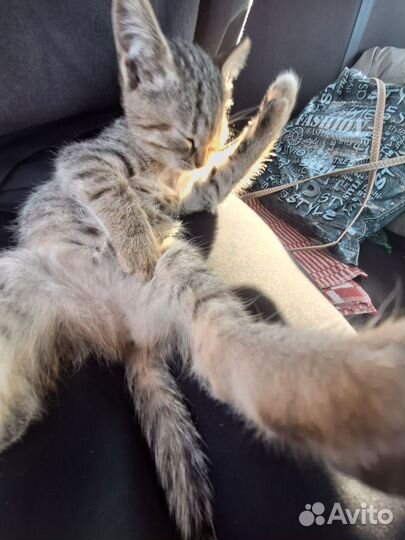 Котята