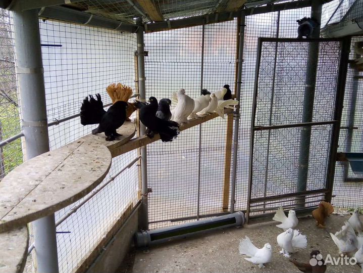 Статные голуби