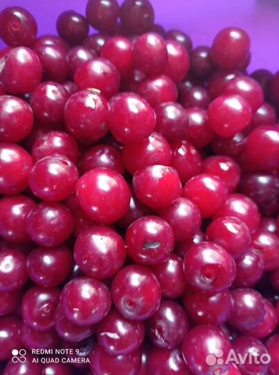 Саженцы черешня вишня